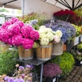 古希祝いで喜ばれる花とは？種類別の料金やおすすめの花の選び方を紹介！
