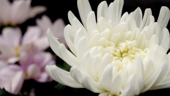 【アンケート】8割以上の人が仏花に菊を選ぶ！季節別の仏花や飾り方も紹介
