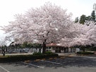 武蔵ヶ丘霊園　桜