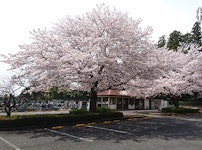 武蔵ヶ丘霊園　桜