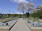 浄光苑　桜と区画