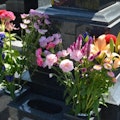 【ご住職監修】お墓参りの花の種類・選び方や値段は？タブーや供え方も解説